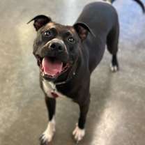 Thumbnail photo of Stella #1