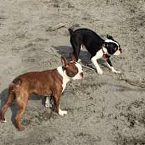 Thumbnail photo of Bella #3