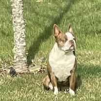 Thumbnail photo of Bella #1