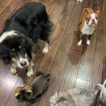 Thumbnail photo of Bella #4