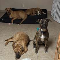 Thumbnail photo of Sadie #2