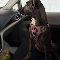 Thumbnail photo of Sadie #3