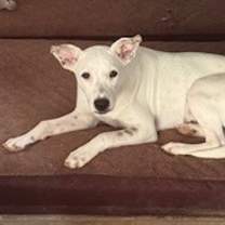 Thumbnail photo of Joan Jett/Joanie #2