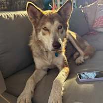 Thumbnail photo of Bella #1