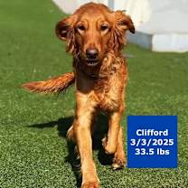 Thumbnail photo of Clifford #1