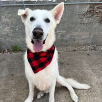 Thumbnail photo of Ghost2 #3