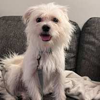 Thumbnail photo of Kang #1