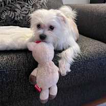 Thumbnail photo of Kang #2