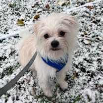 Thumbnail photo of Kang #4