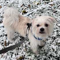 Thumbnail photo of Kang #3