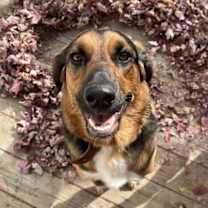 Thumbnail photo of Sidney #1