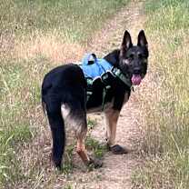 Thumbnail photo of Porsche #4