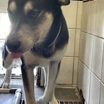 Thumbnail photo of Teddy #3