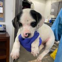 Thumbnail photo of Rhett or Reed #4