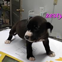 Thumbnail photo of Zesty #2