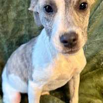 Thumbnail photo of Benny Roscoe #2