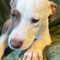 Thumbnail photo of Ham Roscoe #2