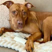 Thumbnail photo of Rocky2 #2