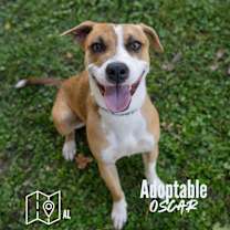 Thumbnail photo of Oscar #2