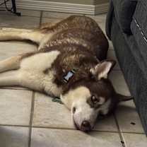 Thumbnail photo of Dyna #2