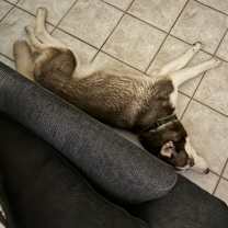 Thumbnail photo of Dyna #3