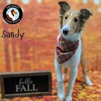 Thumbnail photo of Sandy #1