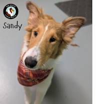 Thumbnail photo of Sandy #3