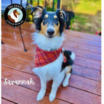 Thumbnail photo of Savannah #1