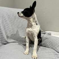 Thumbnail photo of Bailey #2