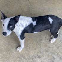 Thumbnail photo of Bailey #3