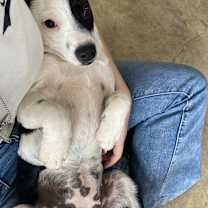 Thumbnail photo of Bailey #4