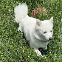 Thumbnail photo of Snow #2