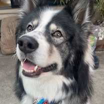 Thumbnail photo of Fofy #1