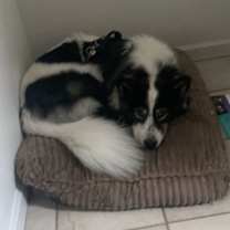 Thumbnail photo of Fofy #2