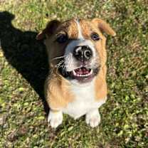 Thumbnail photo of Dutton #3