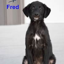 Thumbnail photo of Fred #2