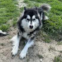 Thumbnail photo of Ecko #1