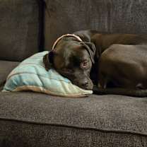 Thumbnail photo of Bellona #1