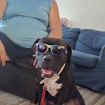 Thumbnail photo of Bellona #3