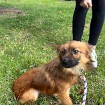 Thumbnail photo of Fennec #2