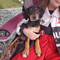 Thumbnail photo of Pickles #1