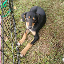 Thumbnail photo of Pickles #2