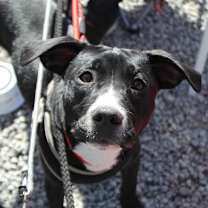 Thumbnail photo of Chance #4