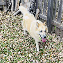 Thumbnail photo of Sheeba #2