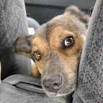 Thumbnail photo of Rusty #1