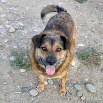 Thumbnail photo of Rusty #2