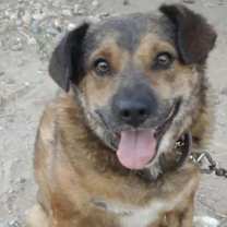 Thumbnail photo of Rusty #4