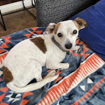 Thumbnail photo of Waffle #2