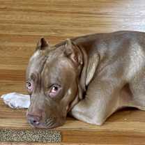 Thumbnail photo of Wonka #2