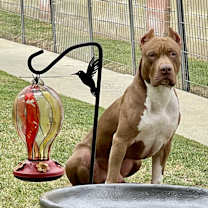 Thumbnail photo of Wonka #4